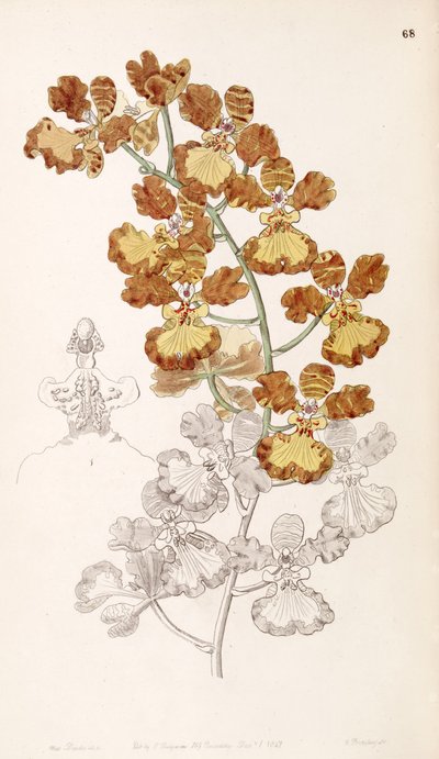 Oncidium gardneri by Miss Drake